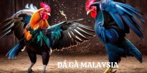 đá gà malaysia 79king ảnh đại diện