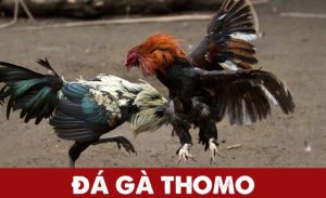 ảnh đại diện đá gà thomo