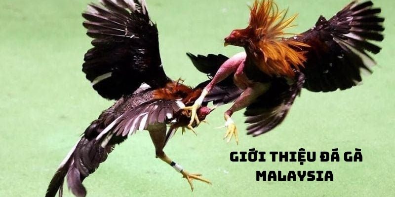 đá gà malaysia- giới thiệu tổng quan