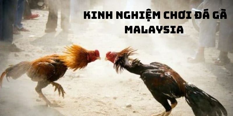 đá gà malaysia- kinh nghiệm đá gà 