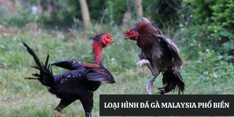 đá gà malaysia- loại hình đá gà